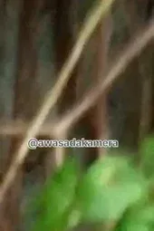 RARE VIDEO NGINTIP WANITA MANDI DI SUNGAI DoodStream